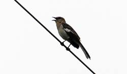 NorthernMockingbird_3699a