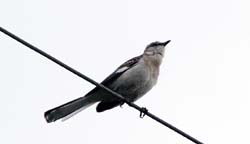 NorthernMockingbird_3797a