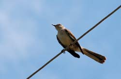 NorthernMockingbird_8880