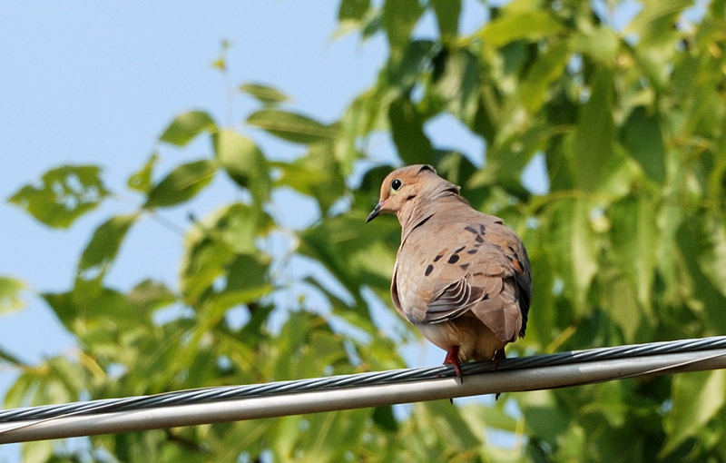 MourningDove_1294