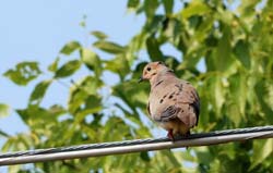 MourningDove_1294