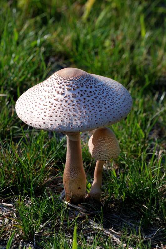 Mushroom_1831