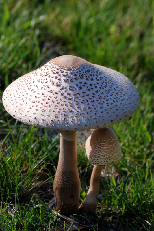 Mushroom_1834