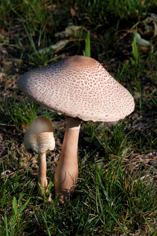 Mushroom_1847