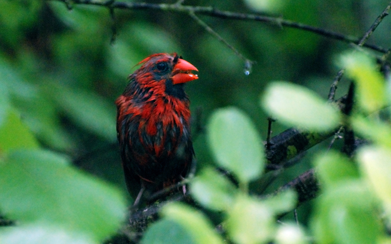 Cardinal_0117_Wet