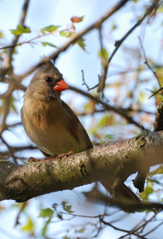 Cardinal_1380_Female