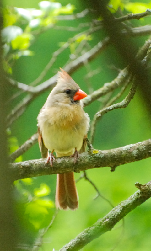 Cardinal_2643_Female