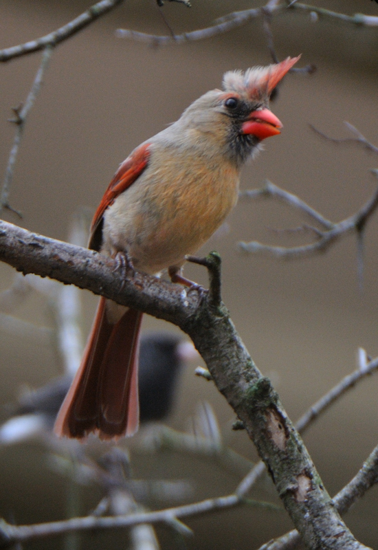 Cardinal_6396