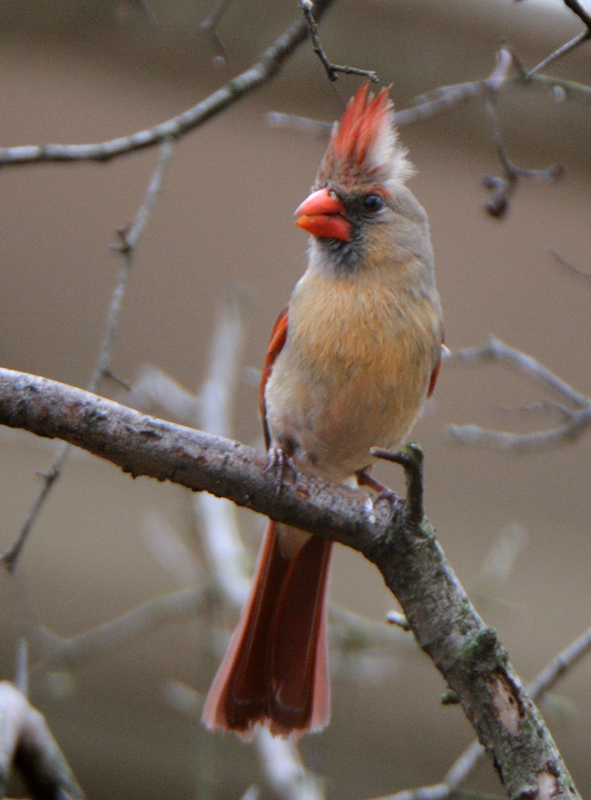 Cardinal_6397