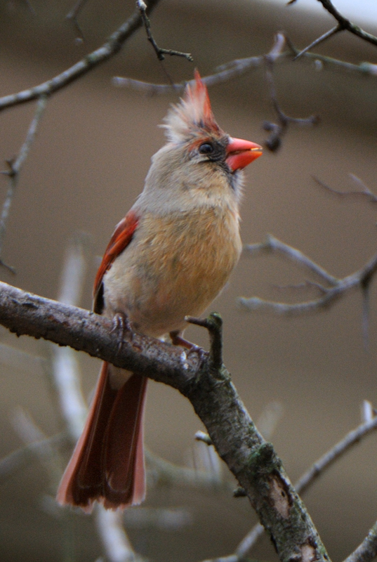 Cardinal_6399