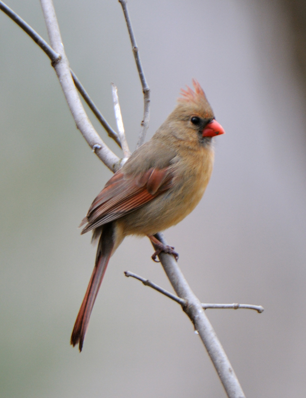 Cardinal_6413