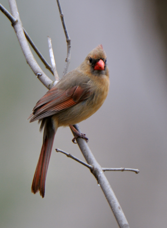 Cardinal_6418