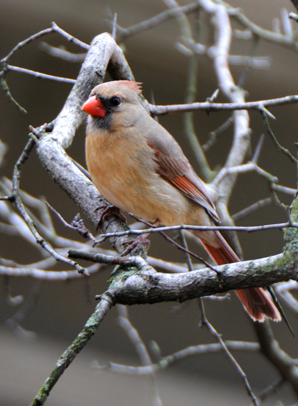 Cardinal_6421