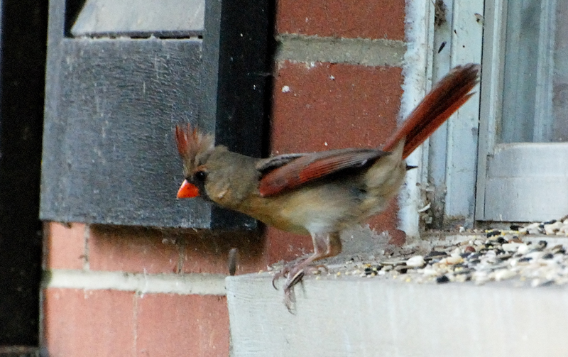 Cardinal_6591_Juvenile