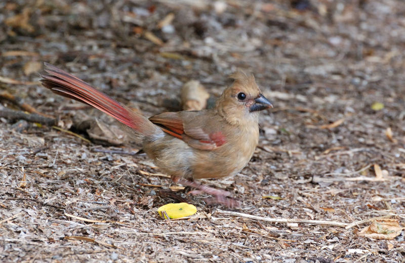 Cardinal_7129_JuvenileFemale