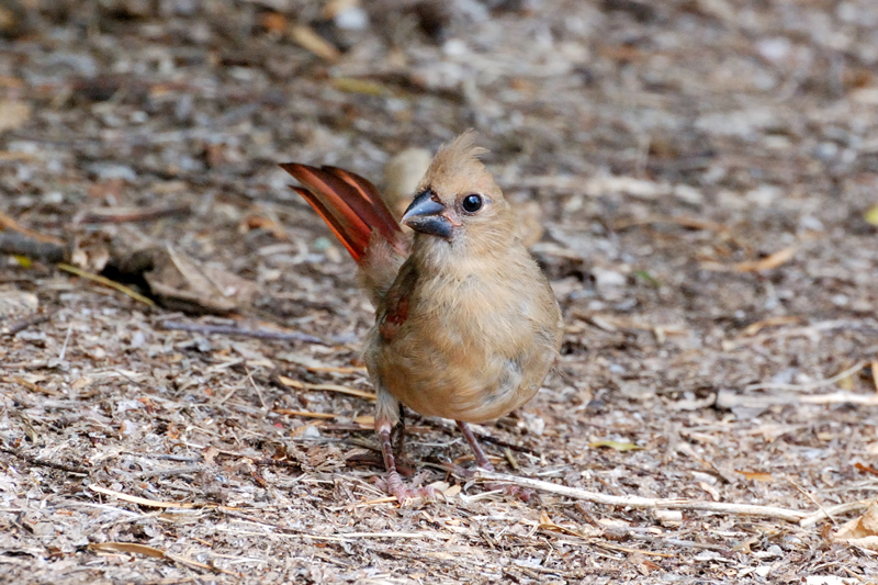 Cardinal_7130_JuvenileFemale