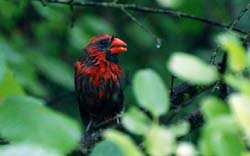 Cardinal_0117_Wet