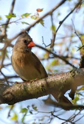 Cardinal_1380_Female