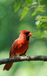 Cardinal_2829_Male