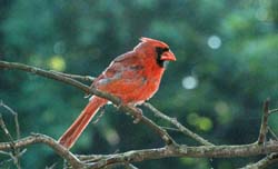 Cardinal_4507