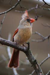 Cardinal_6399