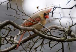 Cardinal_6401