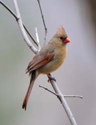 Cardinal_6413