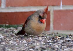 Cardinal_6426