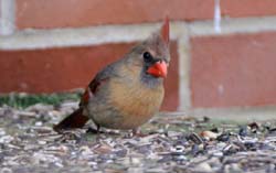 Cardinal_6428