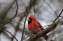 Cardinal_6444