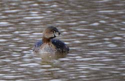 PiedBilledGrebe_5068