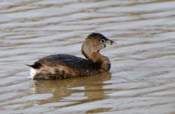 PiedBilledGrebe_5121