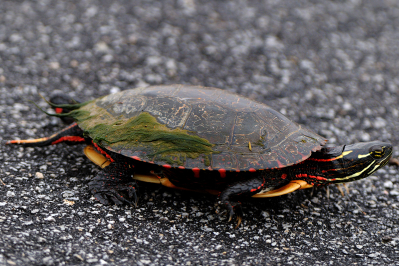 PaintedTurtle_6492