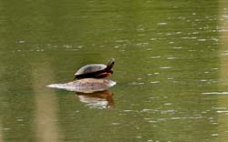 PaintedTurtle_1076