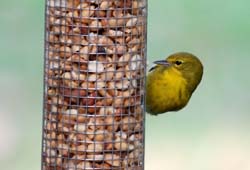 PineWarbler_6574