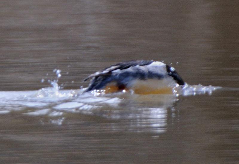 RedBreastedMerganser_4460