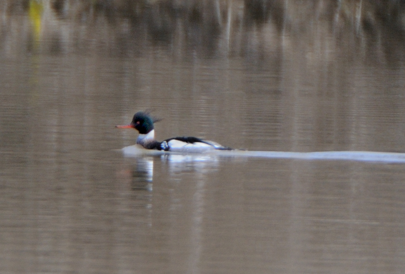 RedBreastedMerganser_4473