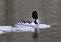 RedBreastedMerganser_4457