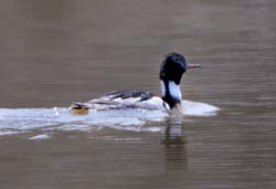 RedBreastedMerganser_4458