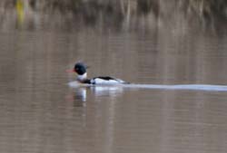 RedBreastedMerganser_4473