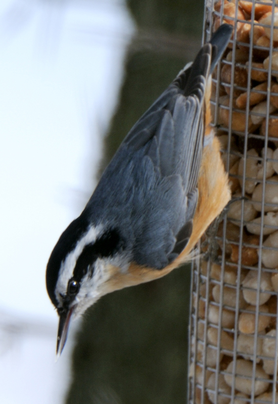 RBNuthatch_3032