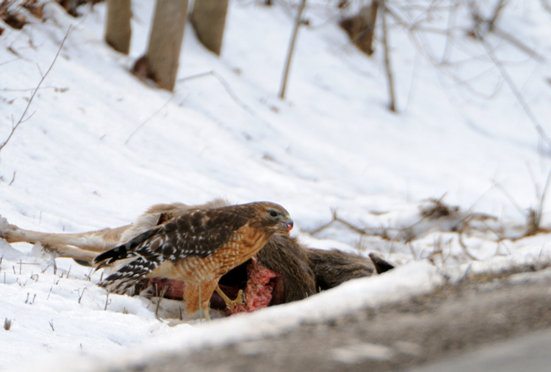 RedShoulderedHawk_3183