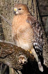 RedShoulderedHawk_0744b