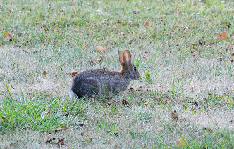 Rabbits_7882