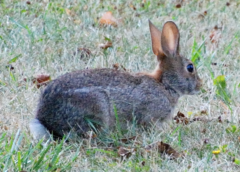 Rabbits_7882a