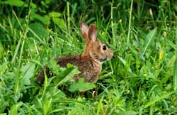 Rabbit_6719