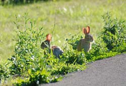 Rabbits_7365