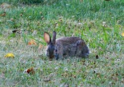 Rabbits_7881