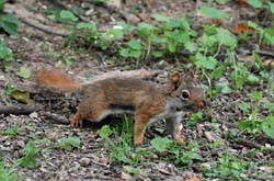 RedSquirrel_1189