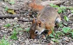 RedSquirrel_1193